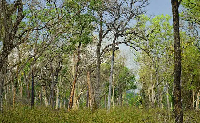 Telangana Forest News